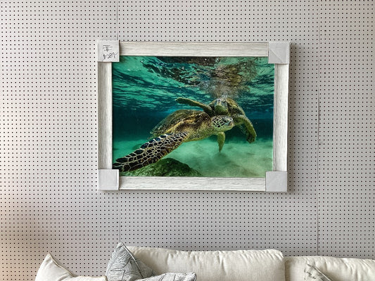 Turtle artwork|4948