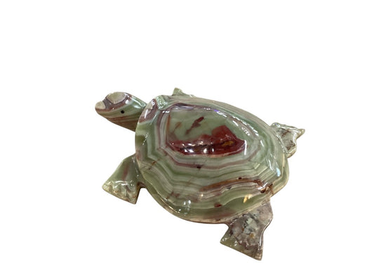 Himalayan marble turtle|2988