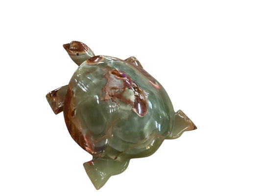 Himalayan marble turtle|2985