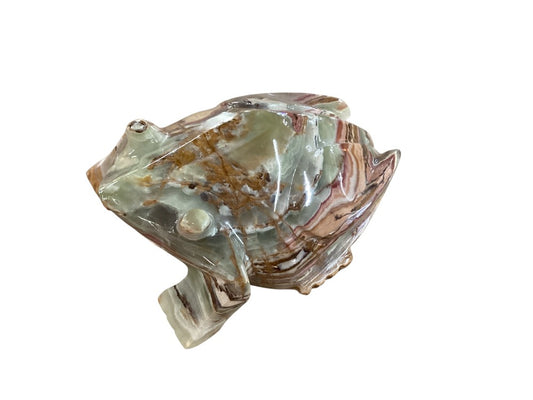 Himalayan marble frog|2982