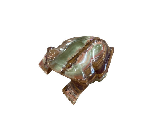 Himalayan marble frog|2979