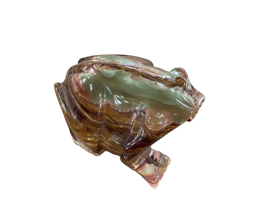Himalayan marble frog|2978
