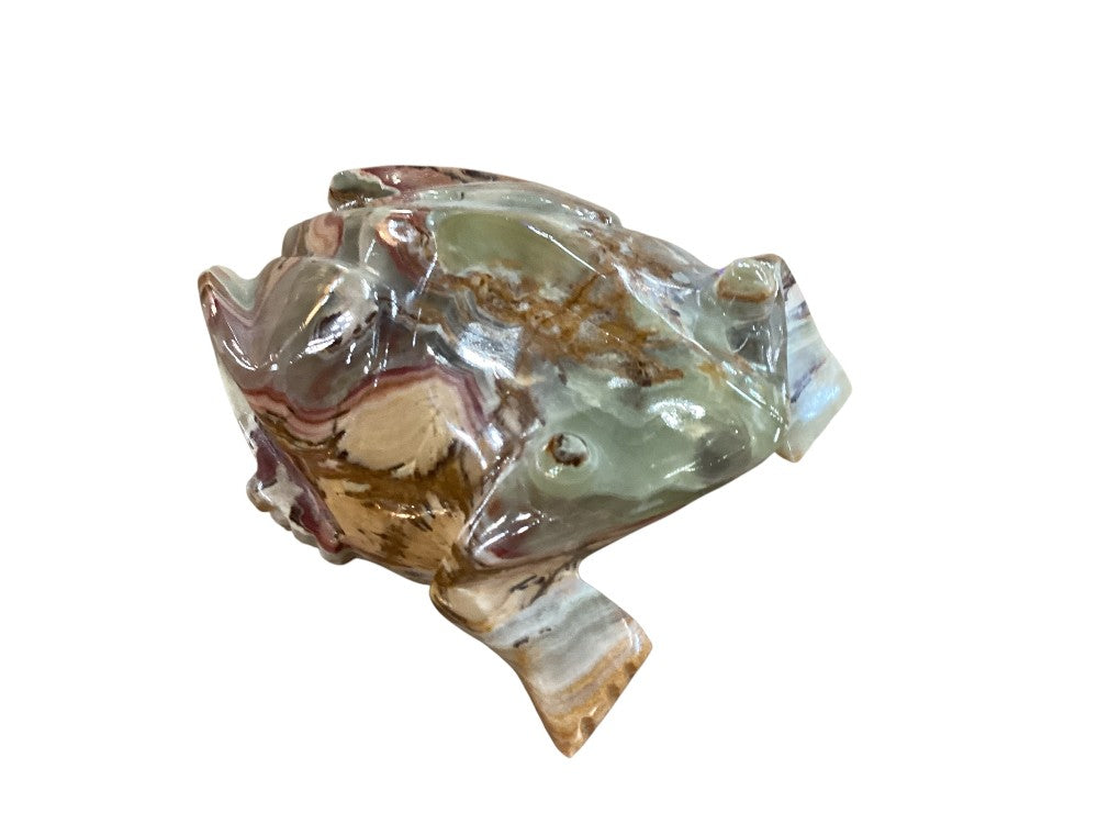 Himalayan marble frog|2981