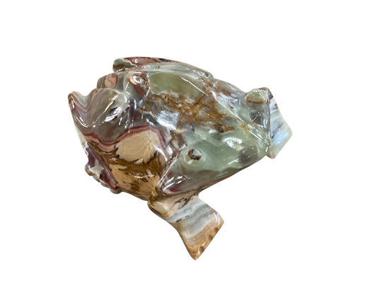 Himalayan marble frog|2981