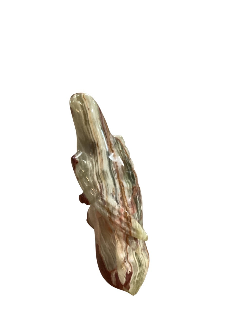 Himalayan marble parakeet|2998