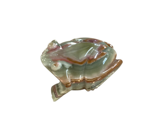 Himalayan marble frog|2976