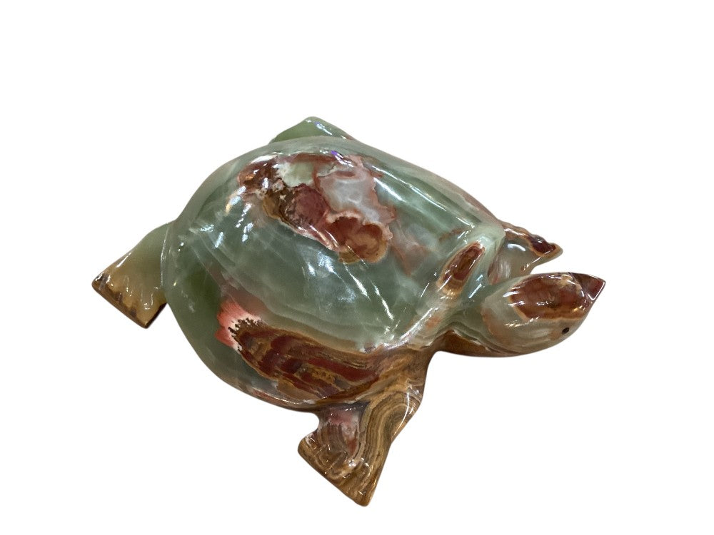 Himalayan marble turtle|2986