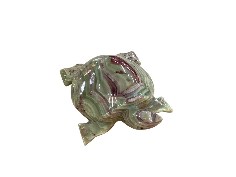 Himalayan marble turtle|2990