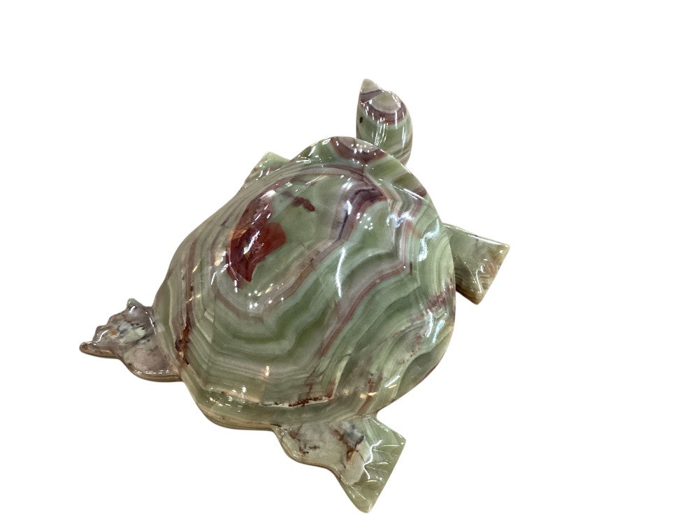 Himalayan marble turtle|2989