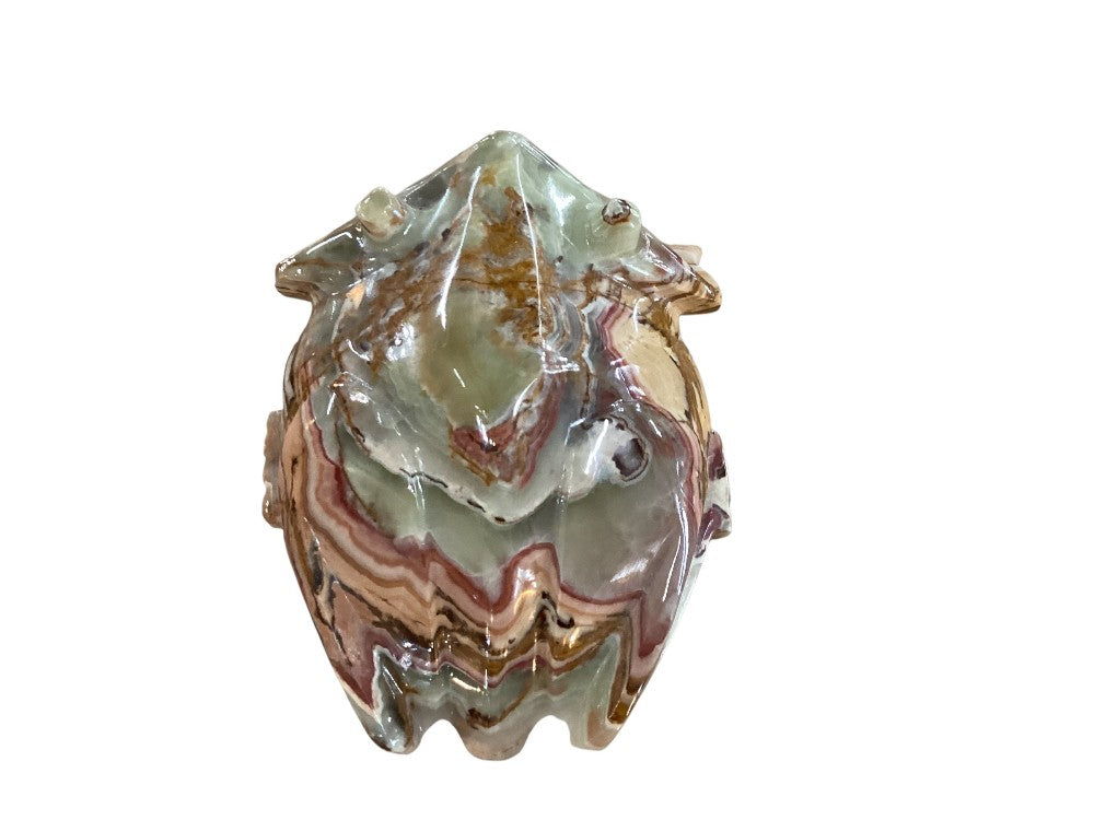 Himalayan marble frog|2983