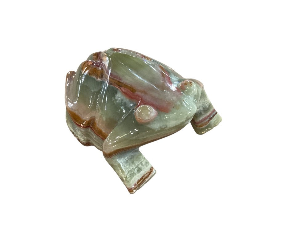 Himalayan marble frog|2977